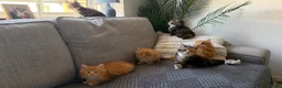 Maine Coon cats for sale: Beautiful half Maine coon kittens available.  in Bristol - Advert 10