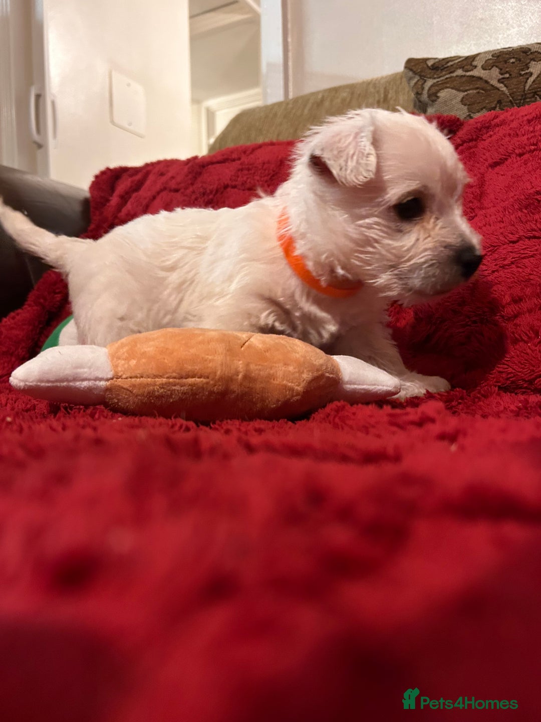 West Highland Terrier dogs for sale: West highland puppies - Advert 16