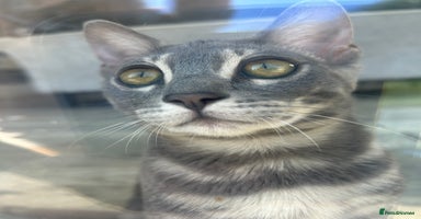 Bengal cats - Advert 1