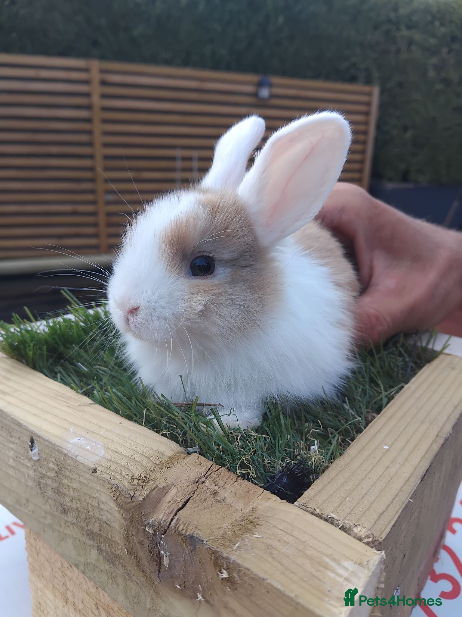 Mini Lop rabbits Baby lops - Advert 15