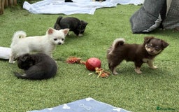 Chihuahua dogs for sale: Female Long Haired chihuahuas  - Image 6