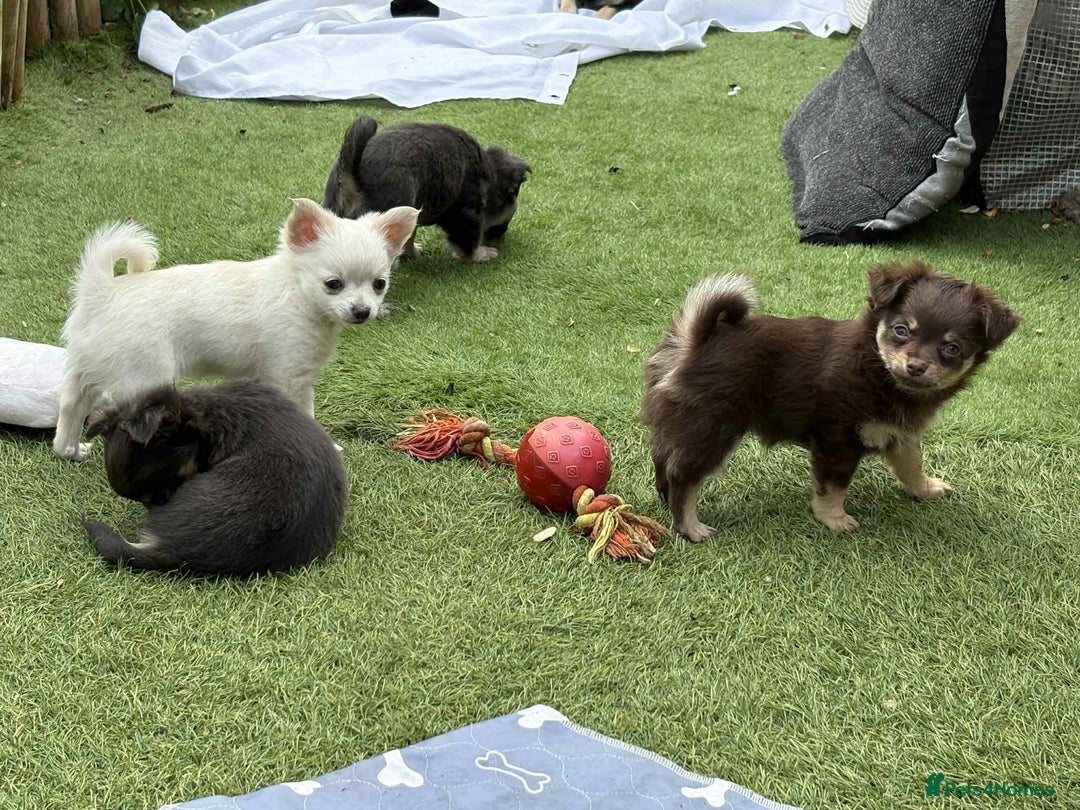Chihuahua dogs for sale: Female Long Haired chihuahuas  - Image 6