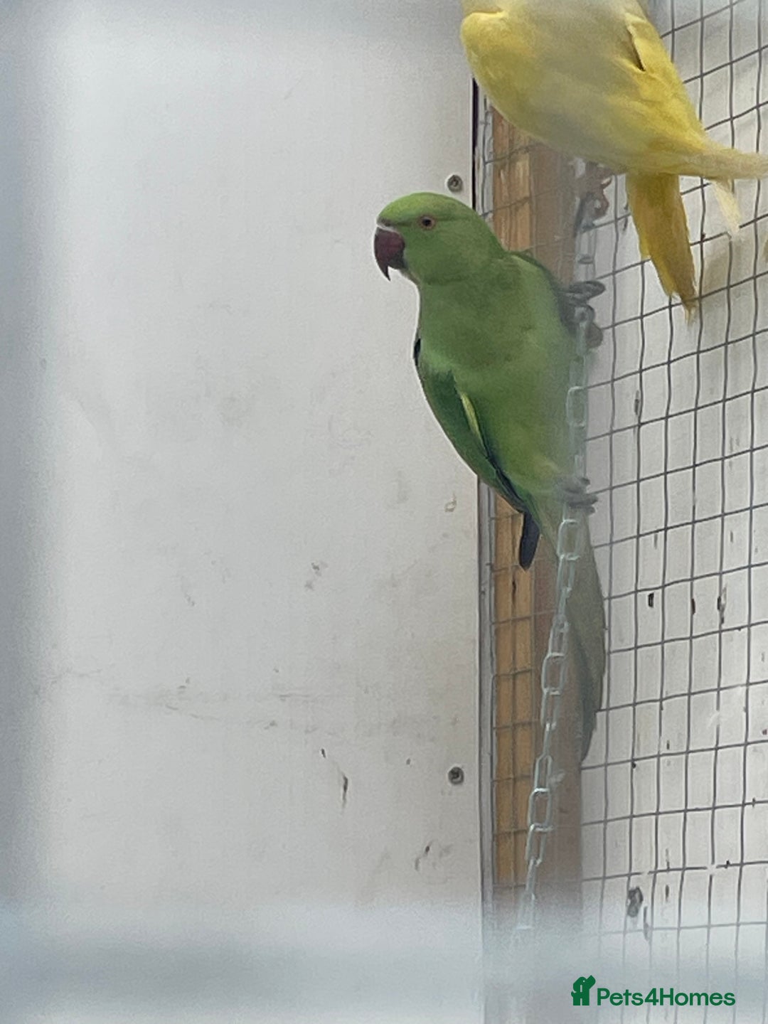Ringnecks birds for sale: Indian ringneck  - Advert 5