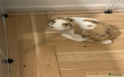 Mini Lop rabbits for sale: Mini lop rabbit - Image 4