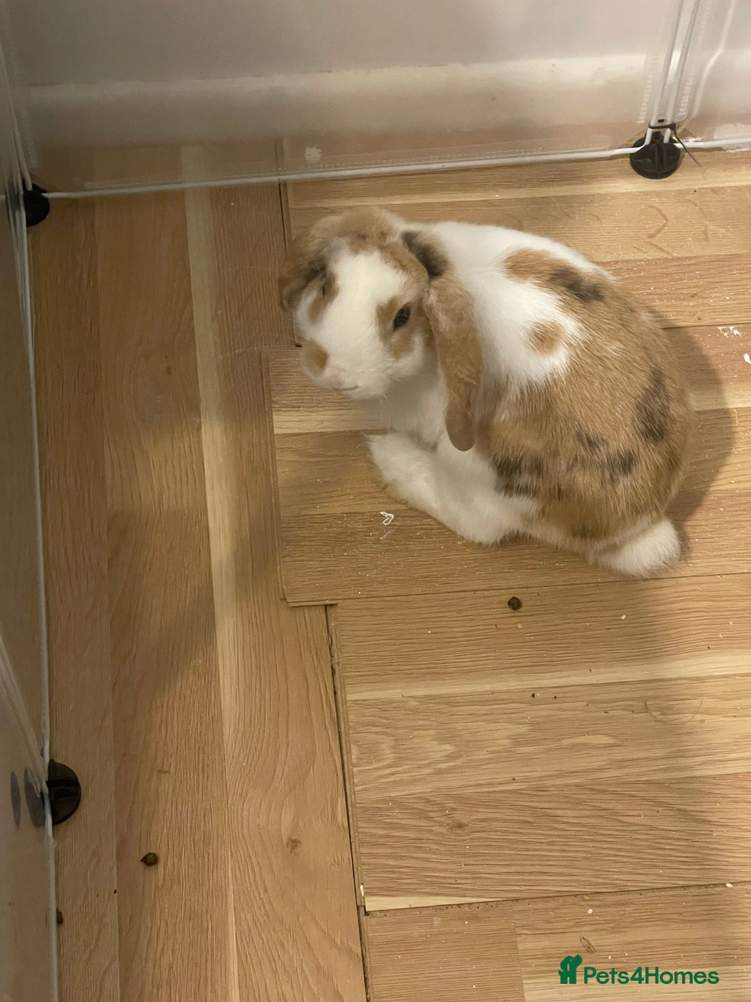 Mini Lop rabbits for sale: Mini lop rabbit - Image 4