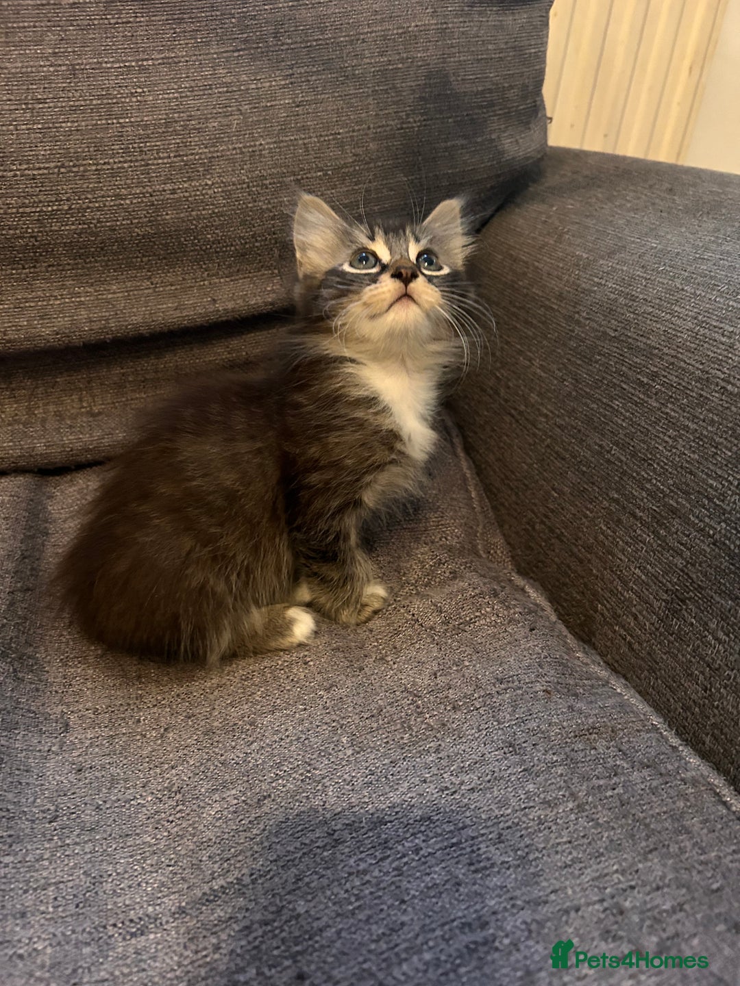 Ragdoll cats for sale: Ragdoll cross kitten (two available) - Image 4