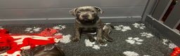 Staffordshire Bull Terrier dogs for sale: Blue Staffordshire Bull Terrier KC Registered  - Advert 1