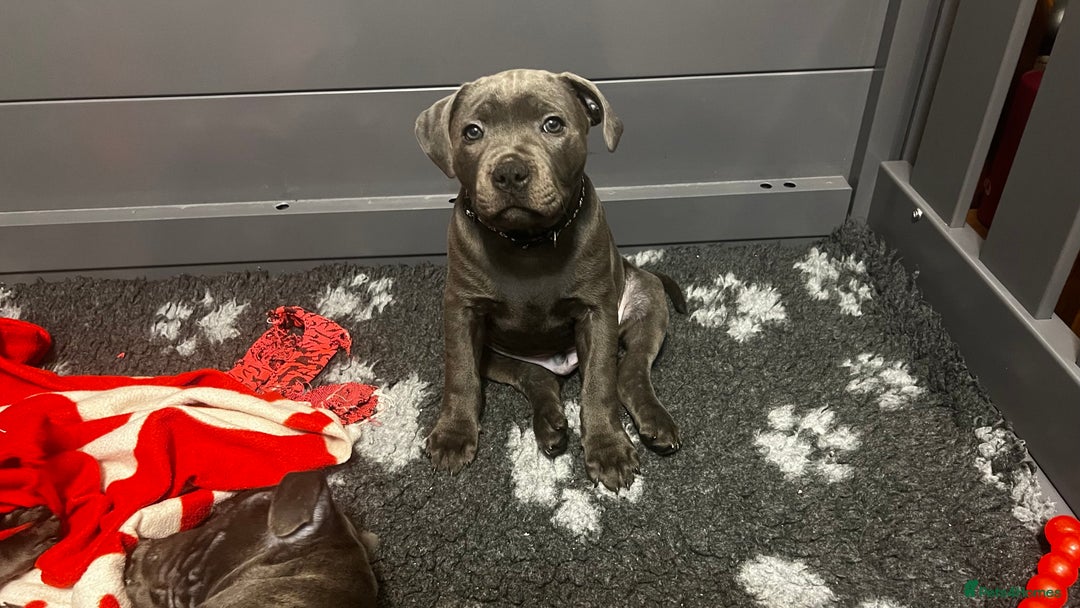 Staffordshire Bull Terrier dogs for sale: Blue Staffordshire Bull Terrier KC Registered  - Advert 1