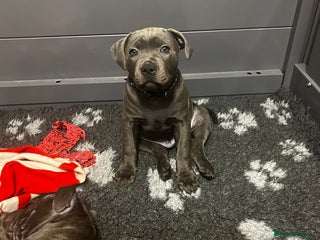 Staffordshire Bull Terrier dogs Blue Staffordshire Bull Terrier KC Registered - Advert 2