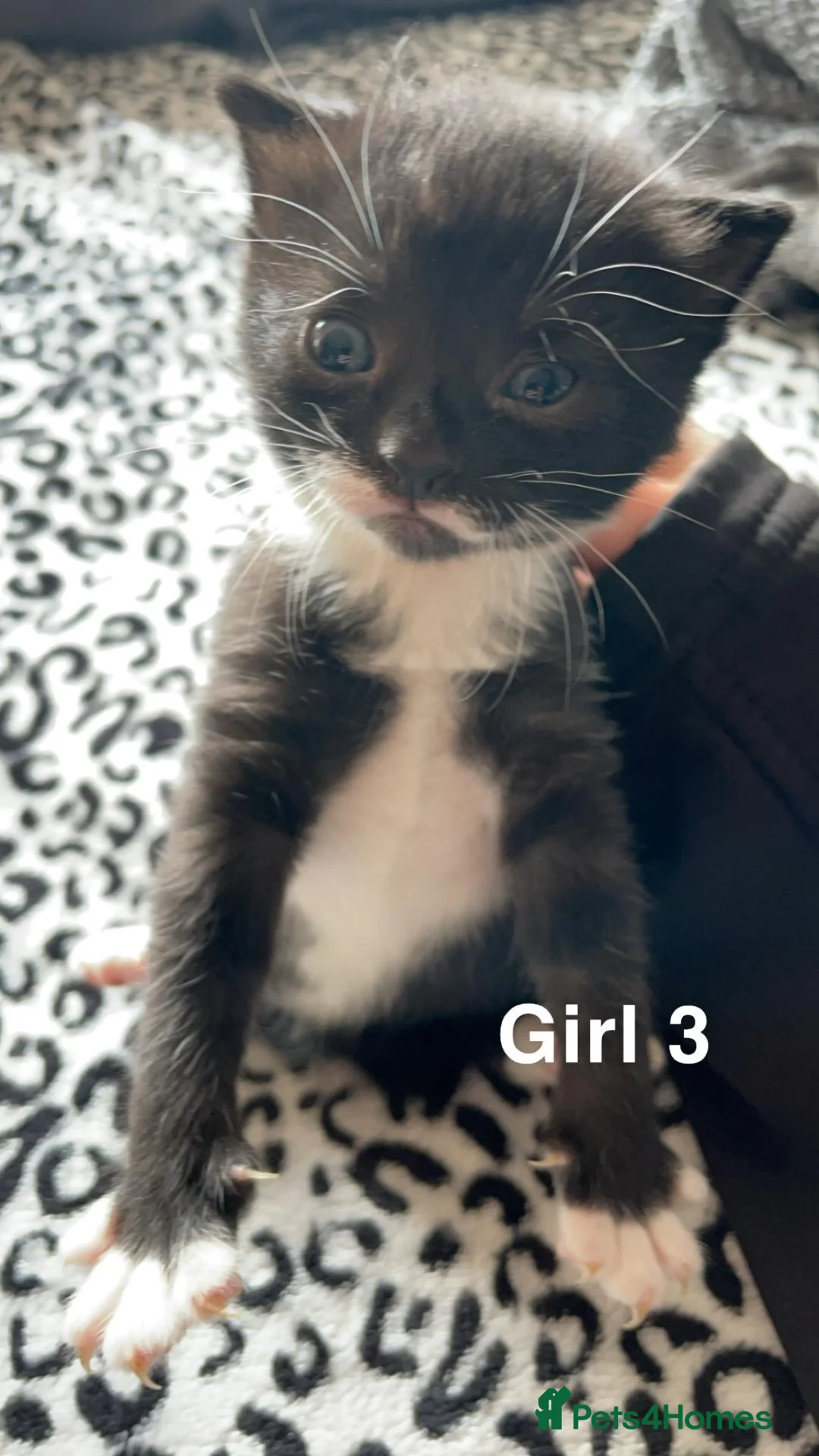 Bengal cats for sale: 🐾 Two Kittens Looking for Their Forever Homes! 🐾 in London - Advert 6