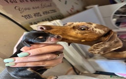 Miniature Dachshund dogs for sale: Beautiful litter of 4 miniature daschunds  - Image 12