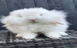 Mini Lion Lop rabbits for sale: Beautiful Teddywidder Boy - Image 3