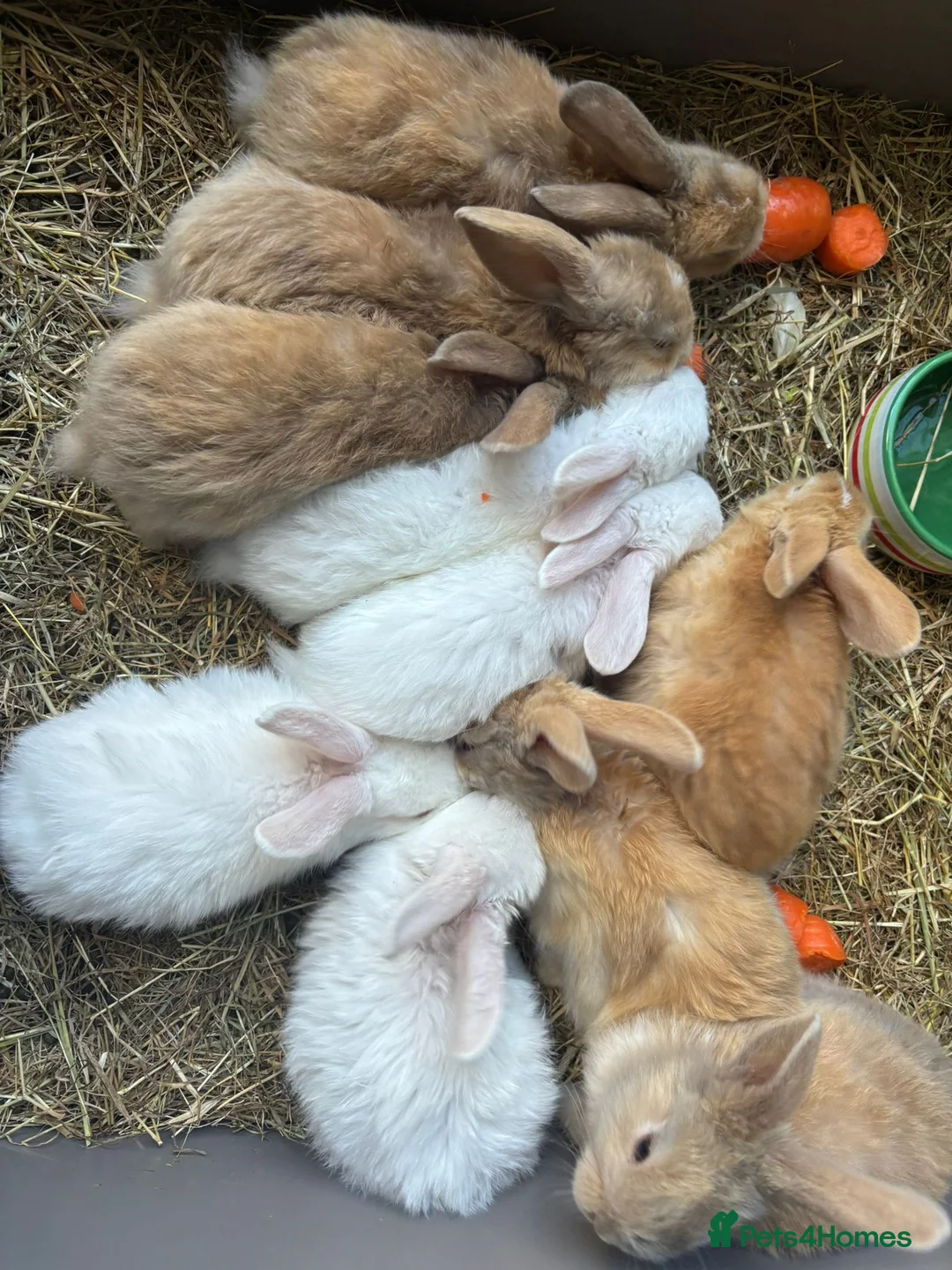 Mini Lop rabbits for sale: 🐰 Mini Lop Kits for Sale 🐰 in Marlow - Advert 4