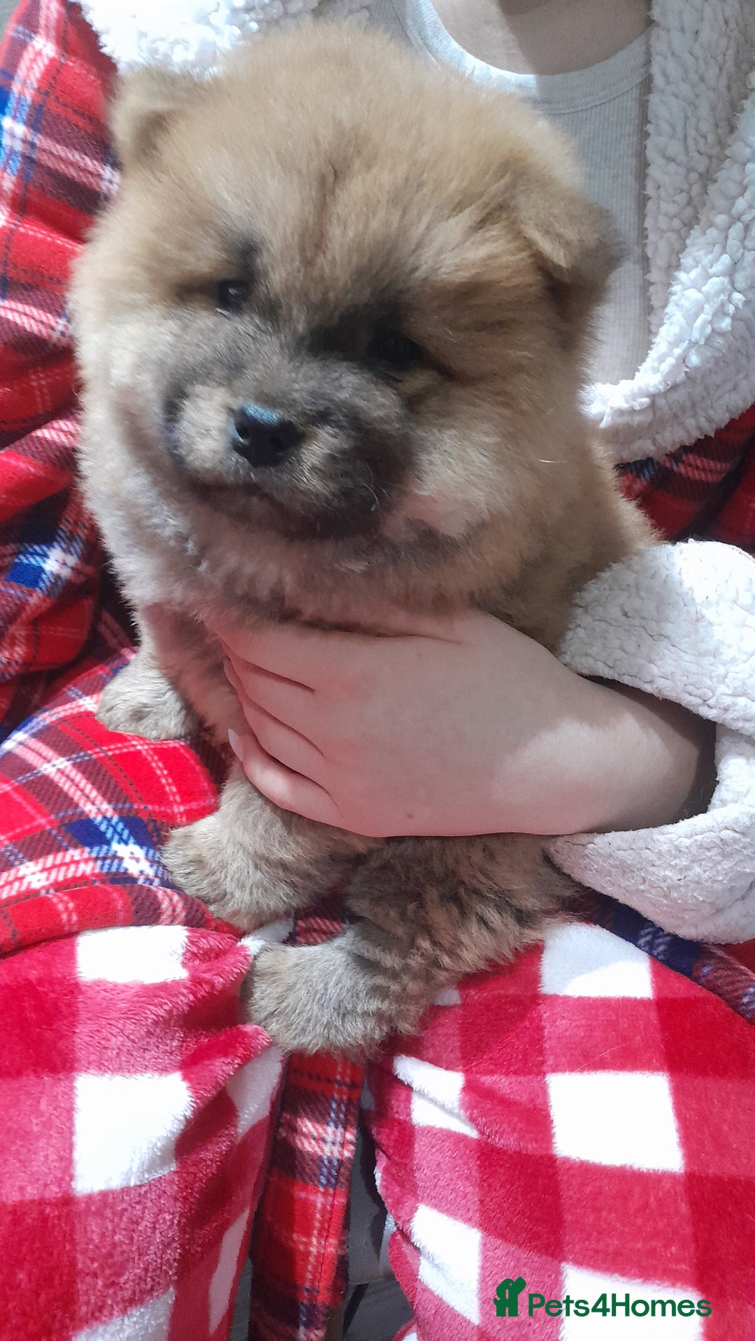 Chow Chow dogs for sale: Chow chow puppies  - Advert 2
