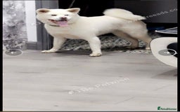 Japanese Akita Inu dogs for sale: Beautiful Japanese Akita Inu  - Image 1