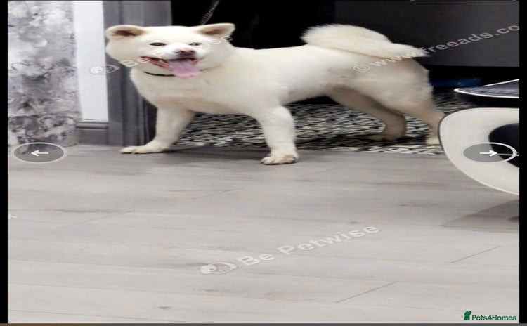 Japanese Akita Inu dogs - Advert 7