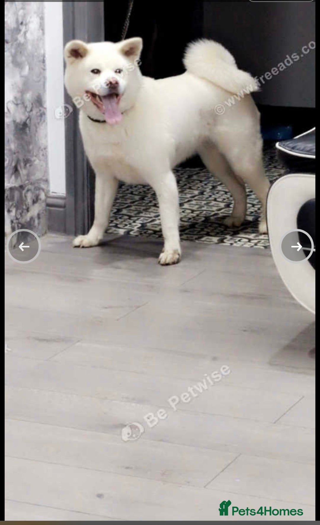 Japanese Akita Inu dogs for sale: Beautiful Japanese Akita Inu  - Image 1