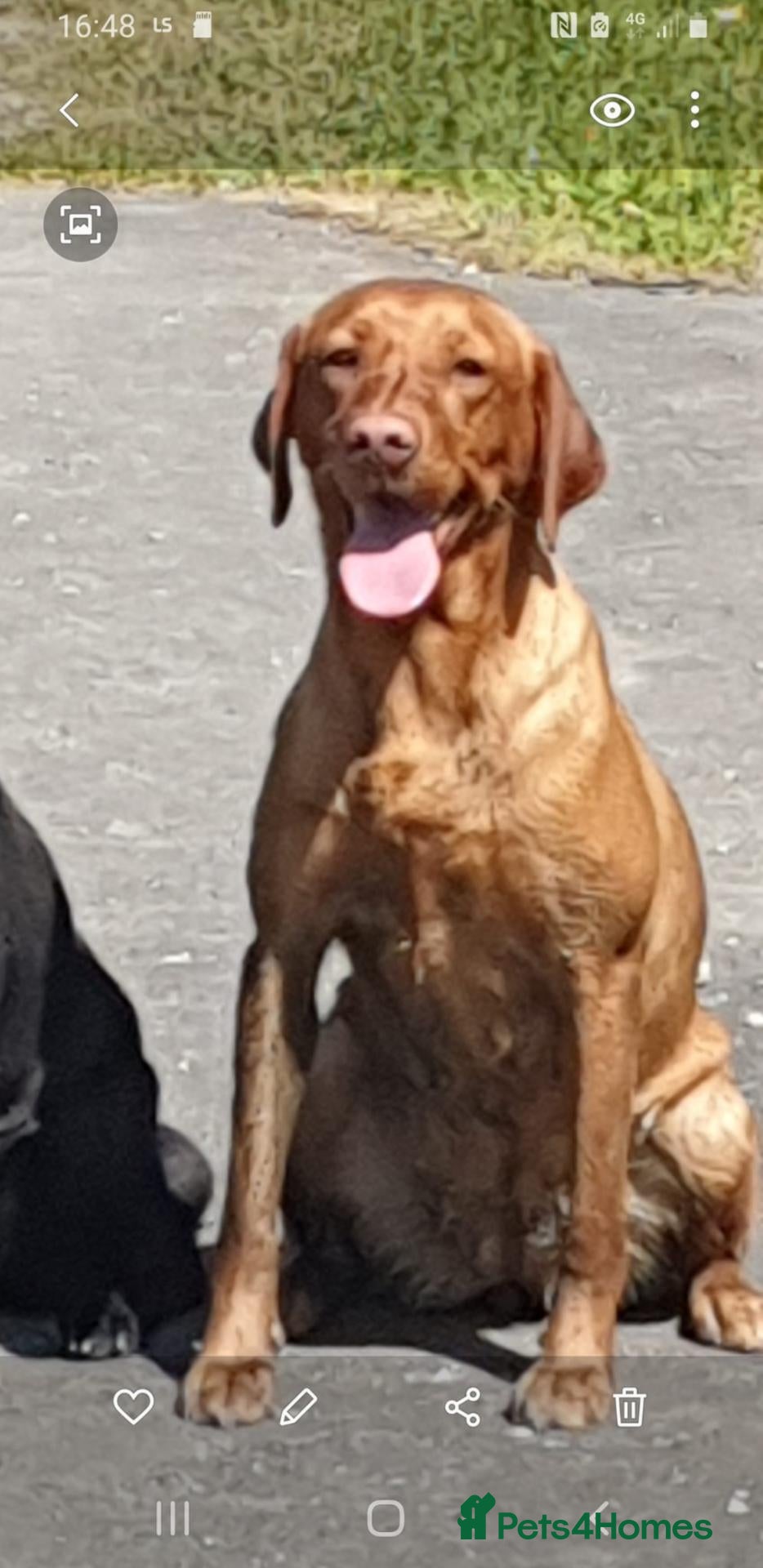 Labrador Retriever dogs  Labrador Retrievers - Advert 14