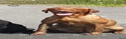 Labrador Retriever dogs for sale:  Labrador Retrievers - Advert 1