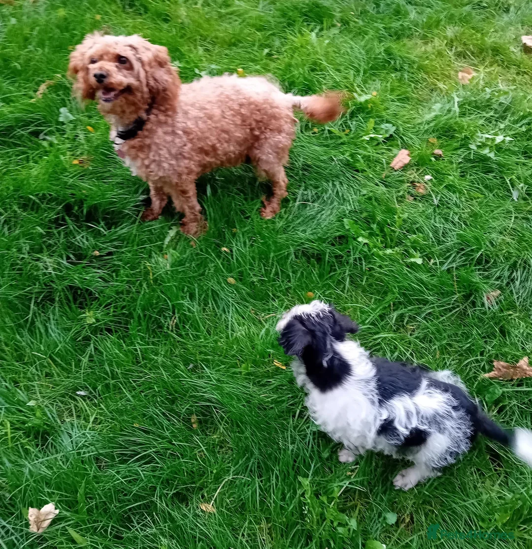 Jackapoo dogs for sale: Jackapoo in Slough - Advert 2