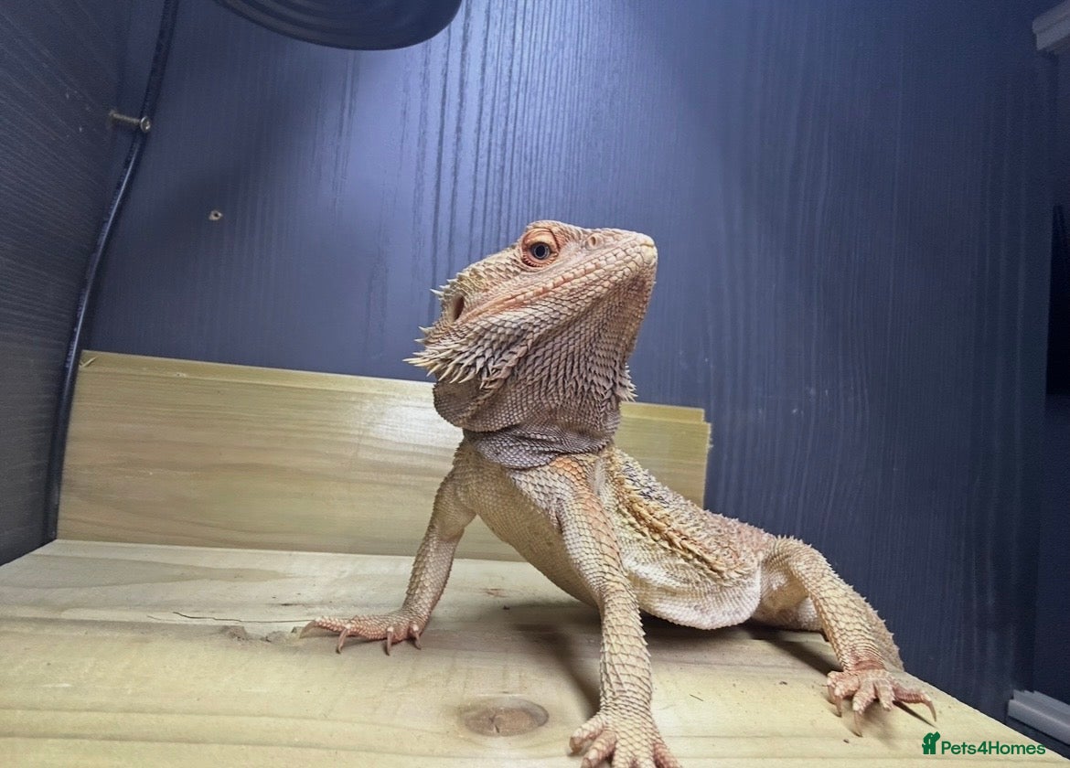 Bearded Dragon reptiles Male Bearded Dragon - Advert 2