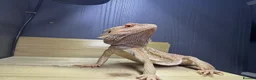 Bearded Dragon reptiles for sale: Male Bearded Dragon in Stoke-on-Trent - Advert 1