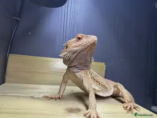 Bearded Dragon reptiles Male Bearded Dragon - Advert 2