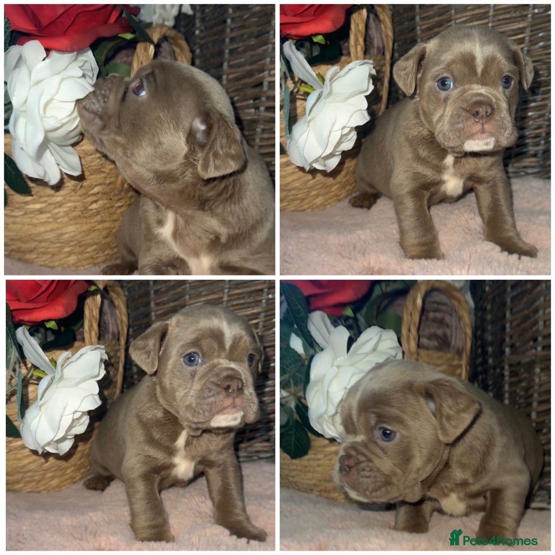 Olde English Bulldogge dogs for sale: Beautiful Olde English bulldog  - Advert 7