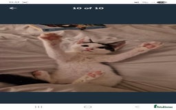 British Shorthair cats for sale: 4 female cats to rehome - Image 9