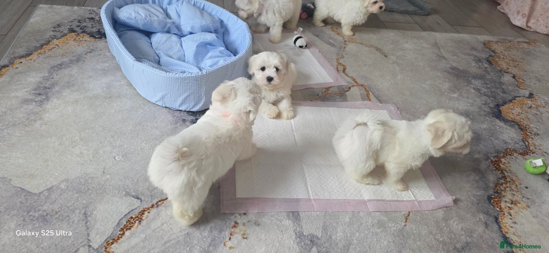 Maltese dogs for sale: Lovely Maltese Puppies - Image 5