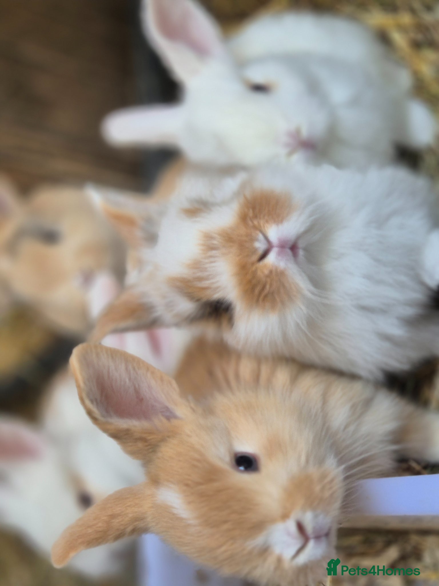 Mixed Breed rabbits 4 lionxlop bunnys  - Advert 18