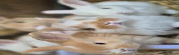 Mixed Breed rabbits for sale: 3 male Lionxlop buns very playful, well handled - Advert 7