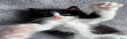 Mixed Breed cats for sale: Ragdoll cross kittens friends - Advert 16