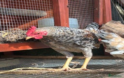 Chickens poultry for sale: Old English game bantam (Carlise type) cockerel  - Image 6