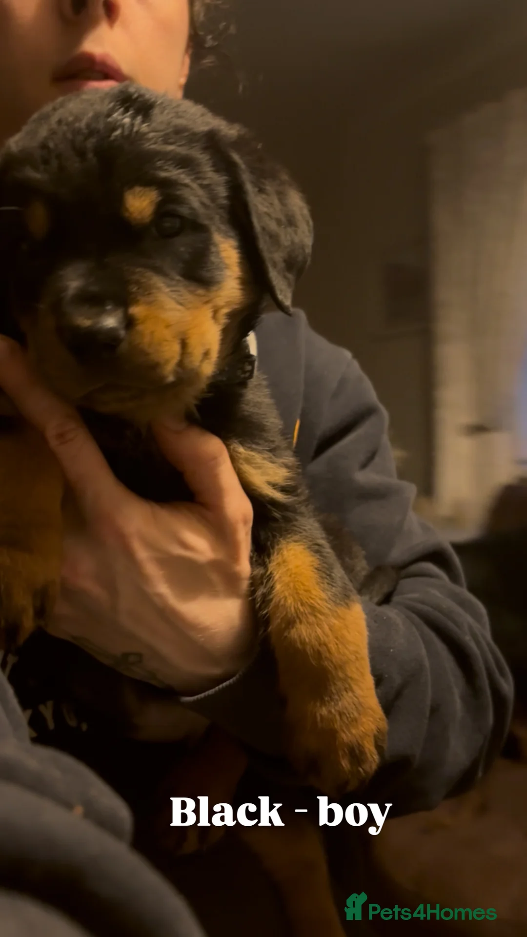 Rottweiler dogs for sale: Chunky Rottweiler puppies  - Advert 6