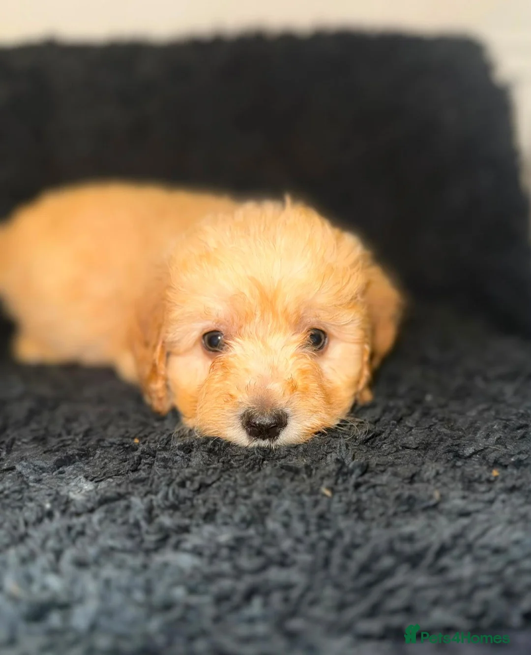 Cockapoo dogs for sale: Ready to go puppies  - Advert 14