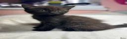 Mixed Breed cats for sale: Mixed kittens  - Advert 24