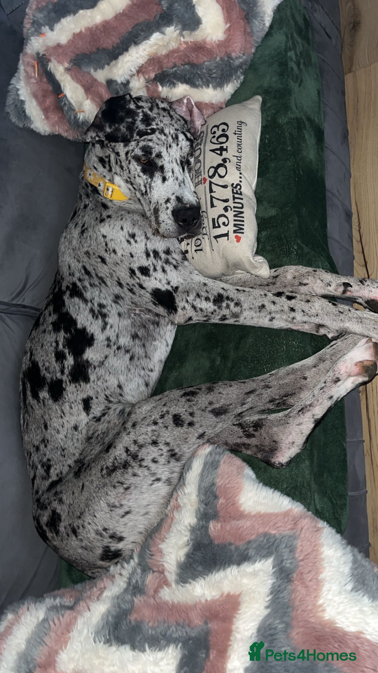 Great Dane dogs 10 month old, female Great Dane  - Advert 6