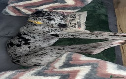 Great Dane dogs for sale: 10 month old, female Great Dane  - Image 1