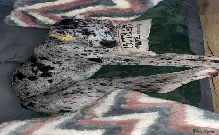 Great Dane dogs - Advert 1