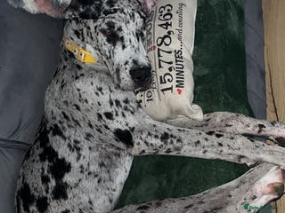 Great Dane dogs 10 month old, female Great Dane - Advert 14