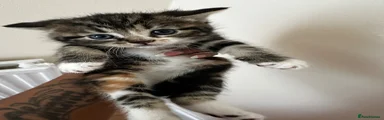 Domestic Shorthair Kitten 3