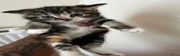 Domestic Shorthair cats for sale: 4 Adorable Kittens – Ready to Reserve - Advert 14