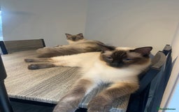 Ragdoll cats for sale: Ragdoll kitten  - Image 12