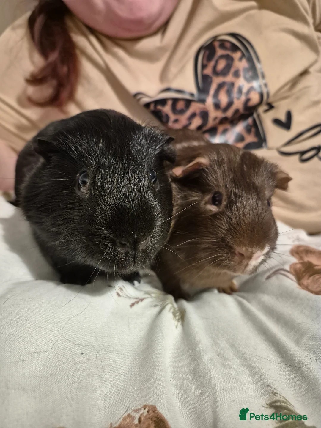 Guinea Pig rodents for sale: We need a loving home - Advert 4