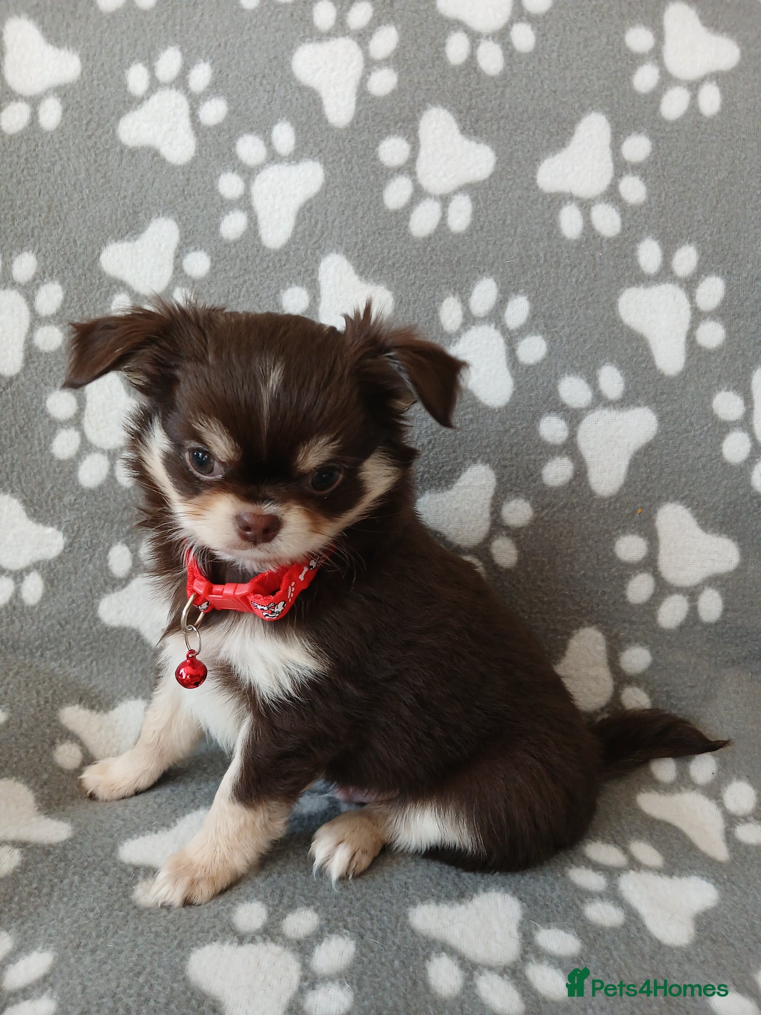 Chihuahua dogs  ❤️KC REG LONG COAT STUNNING PUPPIES❤️ - Advert 1