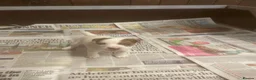 Jack Russell dogs for sale: Jack Russell  - Advert 15