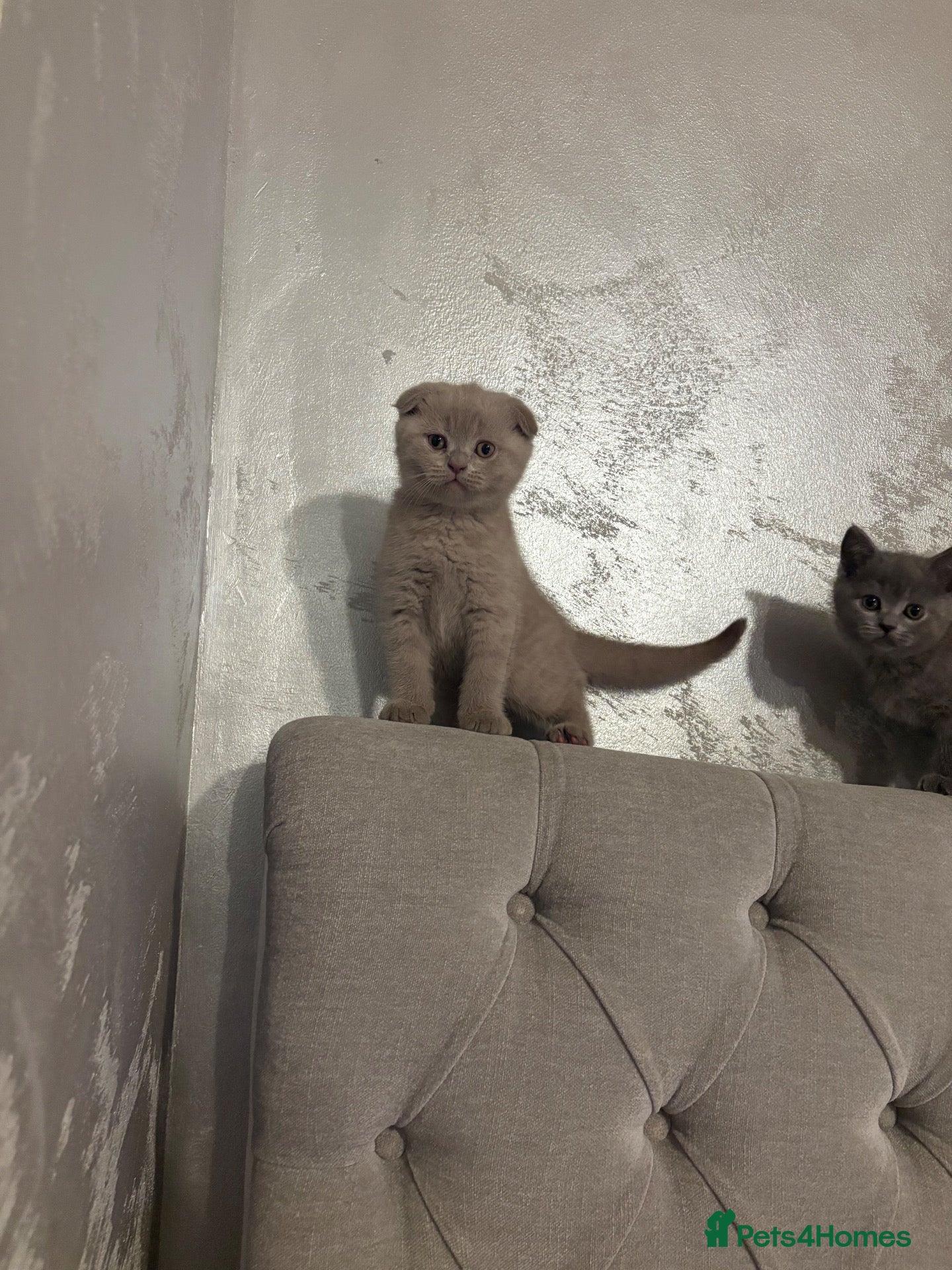 Scottish Fold cats for sale: Lats 4 Beautifully Scottish Fold/Straight kittens - Advert 1