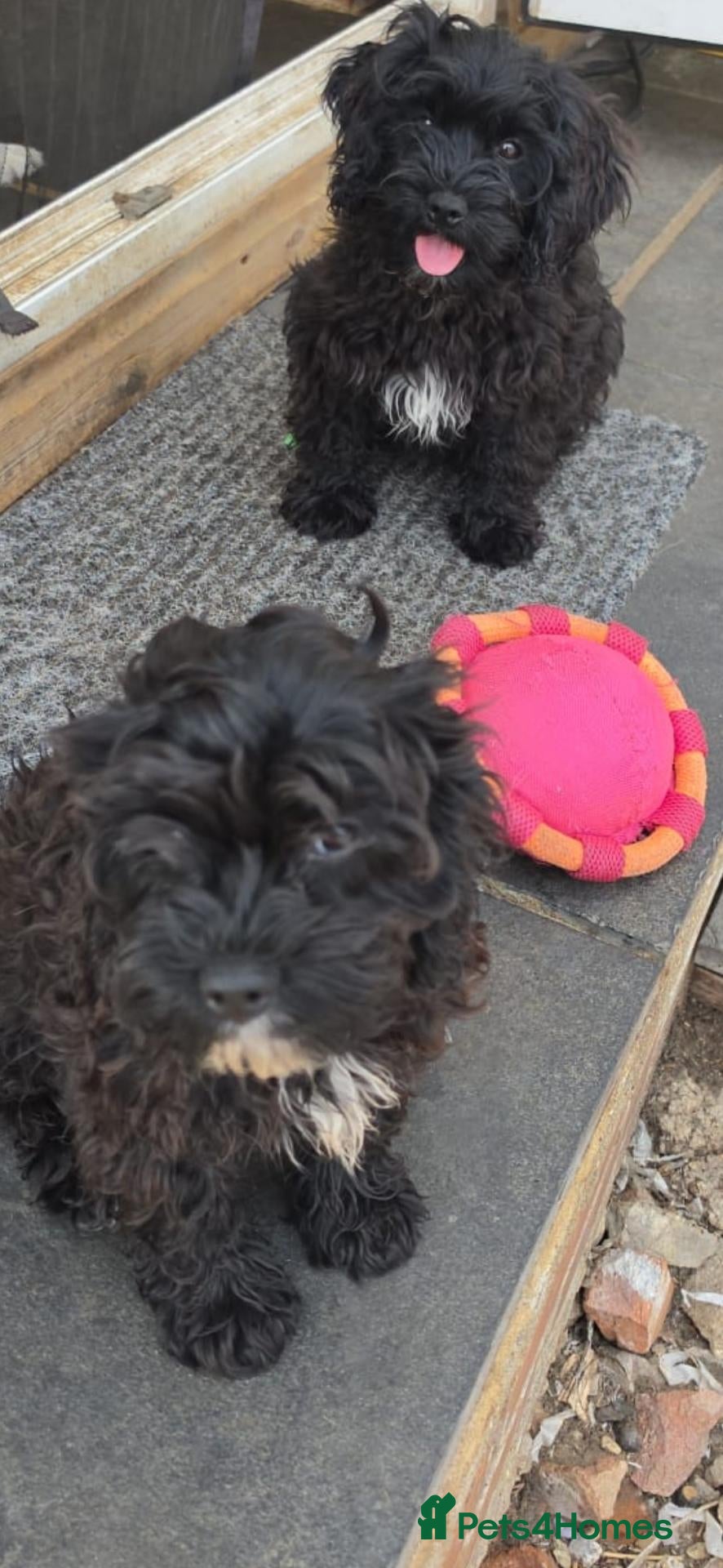 Cavapoo dogs Cavapoo  - Advert 2