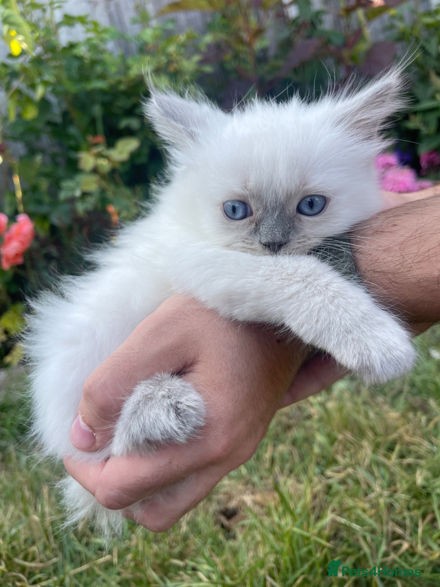 Ragdoll cats Ragdoll  - Advert 17